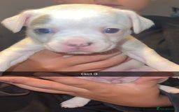 French Bulldog dogs for sale: French bulldog puppies  - Image 3