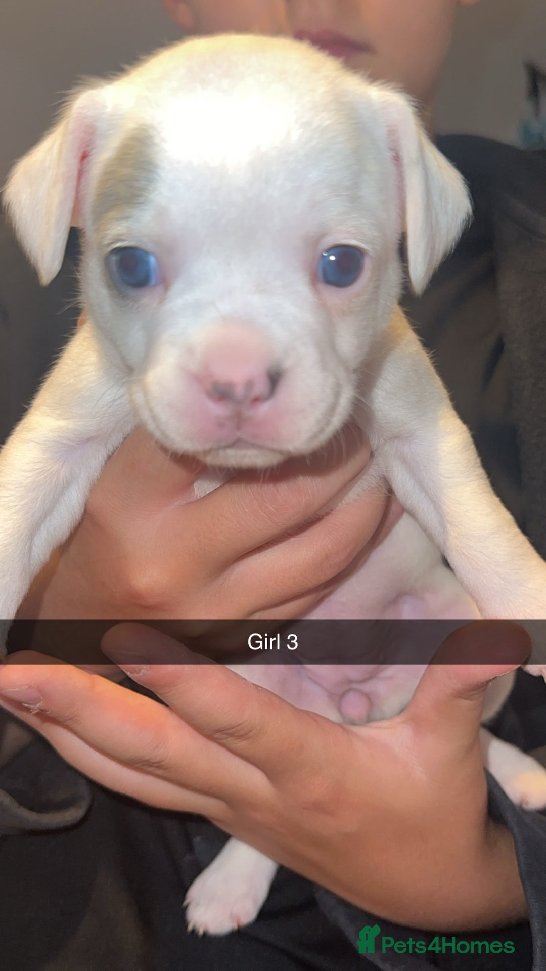 French Bulldog dogs for sale: French bulldog puppies  - Image 3