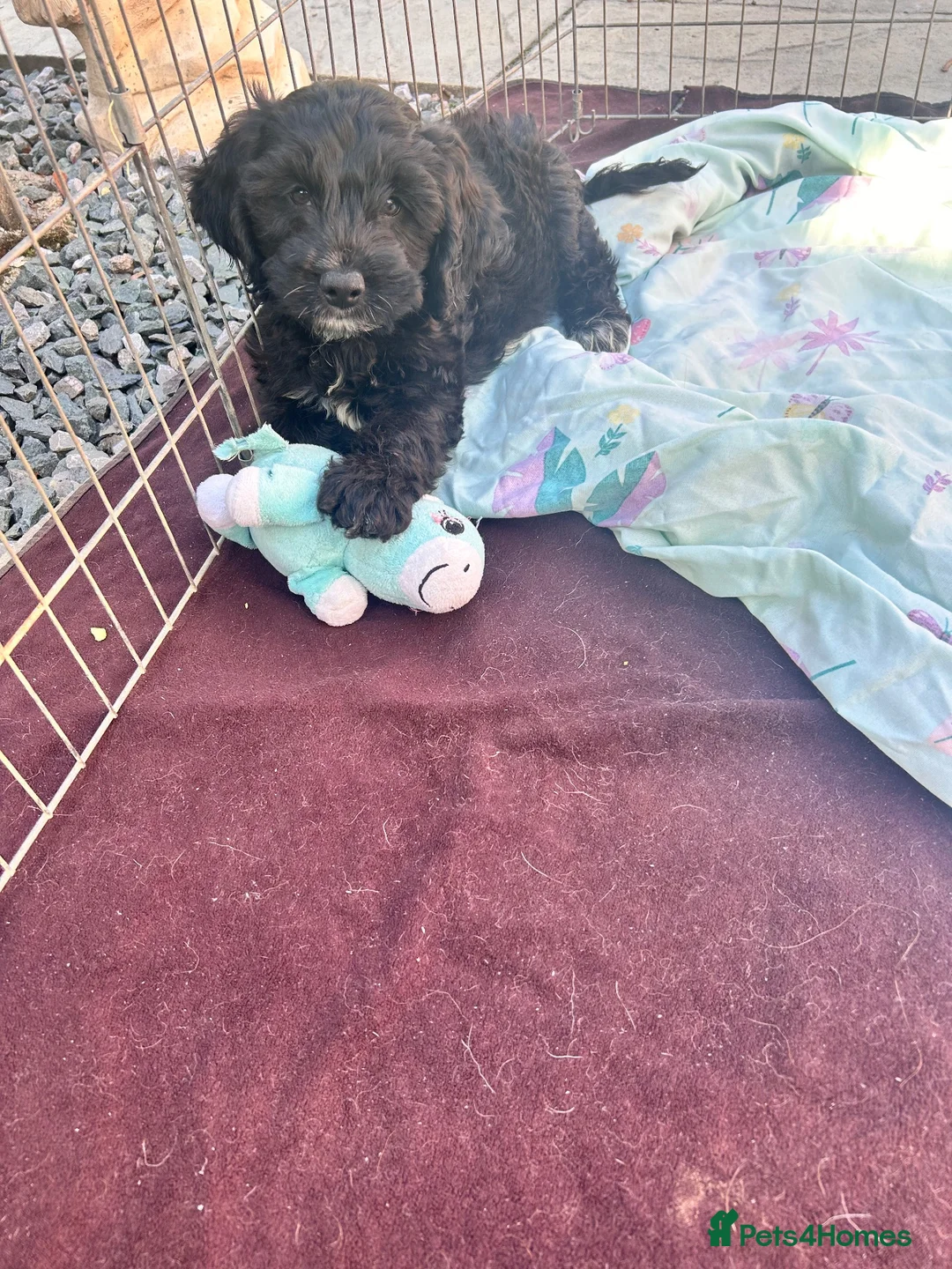 Cockapoo dogs for sale: Cockapoo puppy’s for sale  - Advert 2