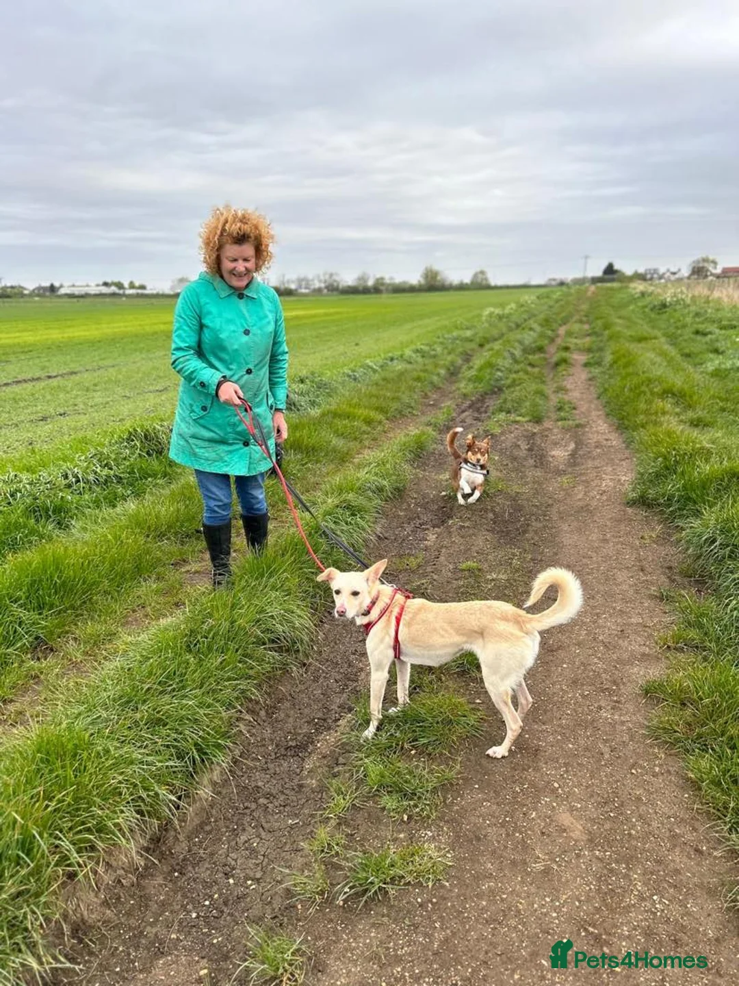 Mixed Breed dogs for adoption: Meet Frankie, currently residing in Peterborough in Nantwich - Advert 2