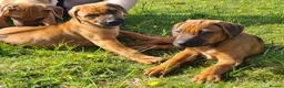 Rhodesian Ridgeback dogs for sale: Gentlemen of the Savanna. - Advert 6