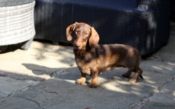 Miniature Dachshund dogs for sale: KC reg miniature wire haired dachshund bitch - Image 6