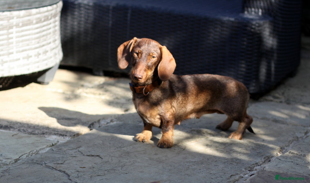 Miniature Dachshund dogs for sale: KC reg miniature wire haired dachshund bitch - Image 6