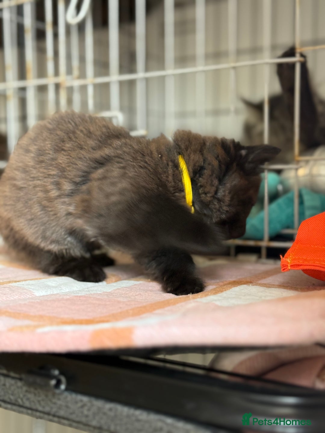 British Longhair cats for sale: Male  British long haired kittens - Image 2
