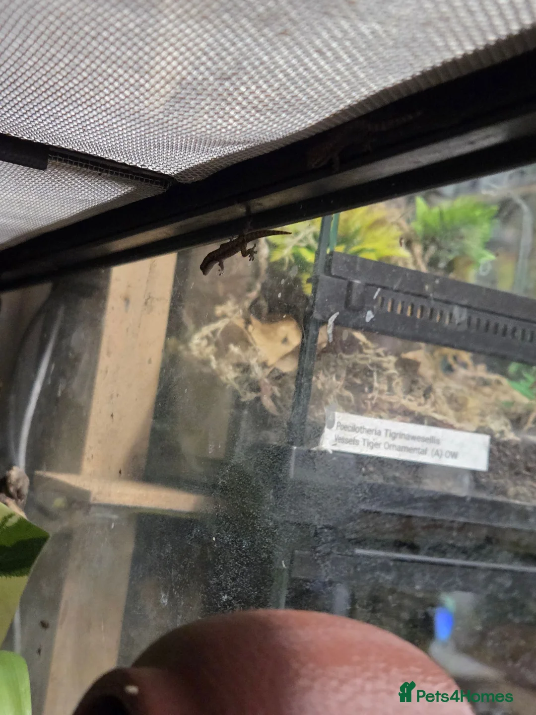 Gecko reptiles for sale: Mourning geckos - Advert 4