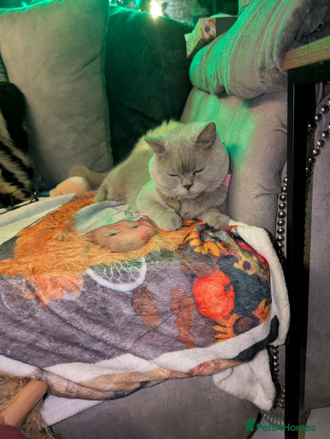 British Shorthair cats for sale: British shorthair cat - Image 2