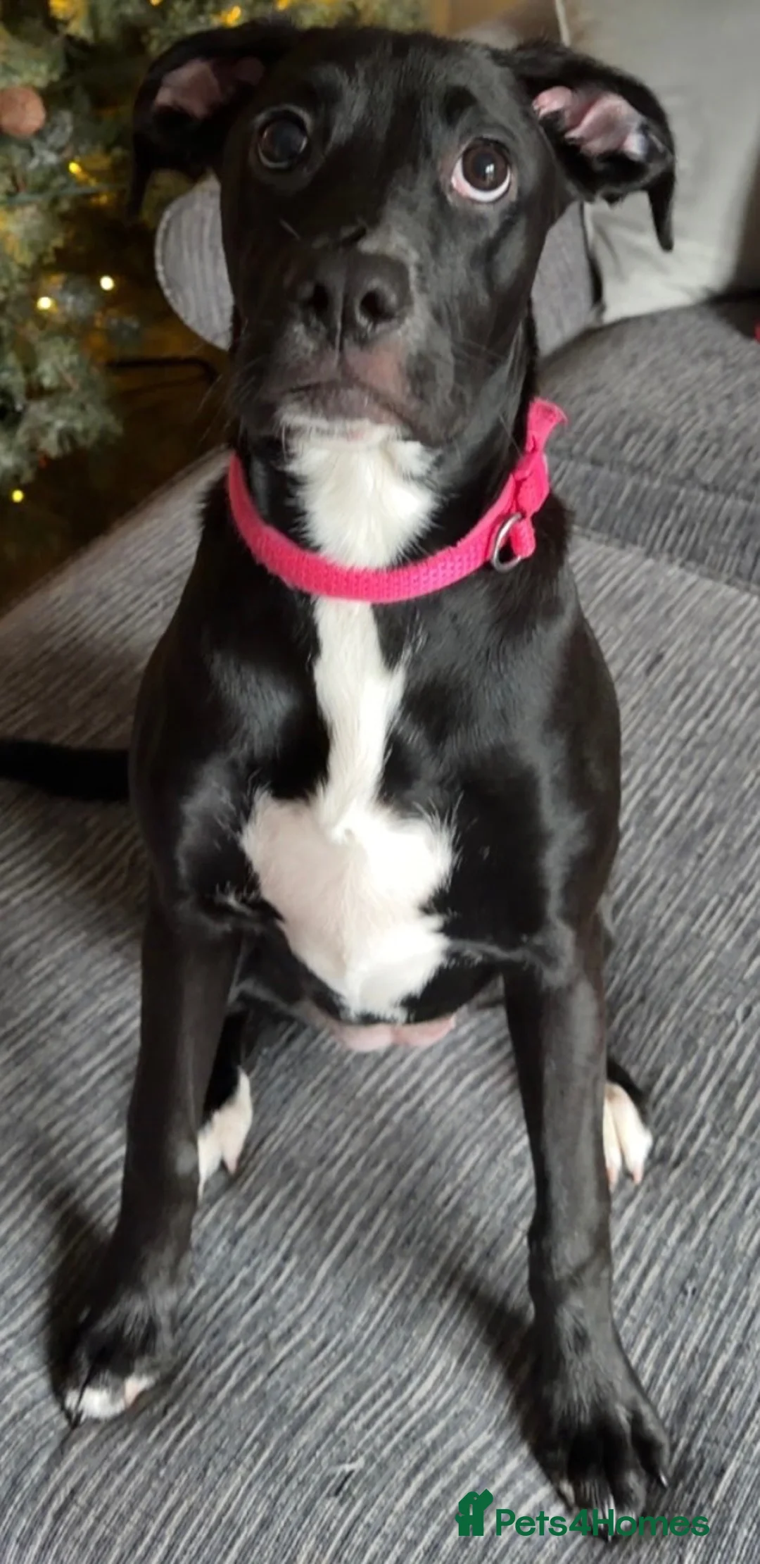 Mixed Breed dogs for sale: Needing to rehome Mavis - Advert 9