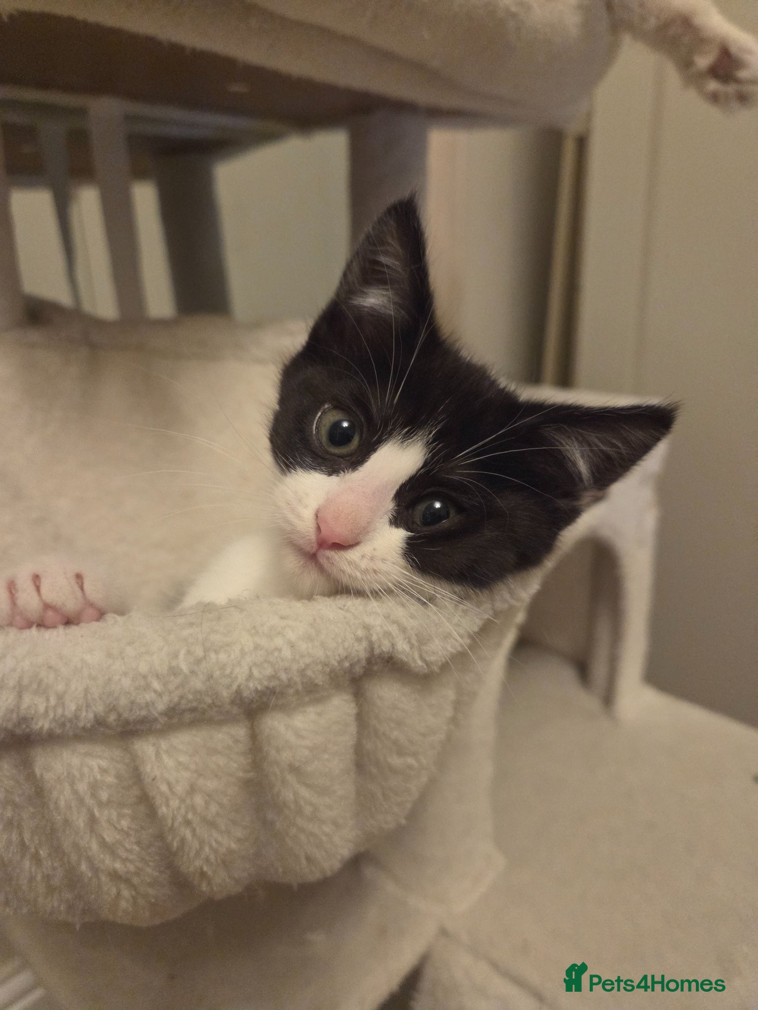 Mixed Breed cats Ragdoll x BSH kittens  - Advert 2