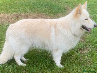 German Shepherd dogs Stunning German Shepherd Stud dog - Advert 7