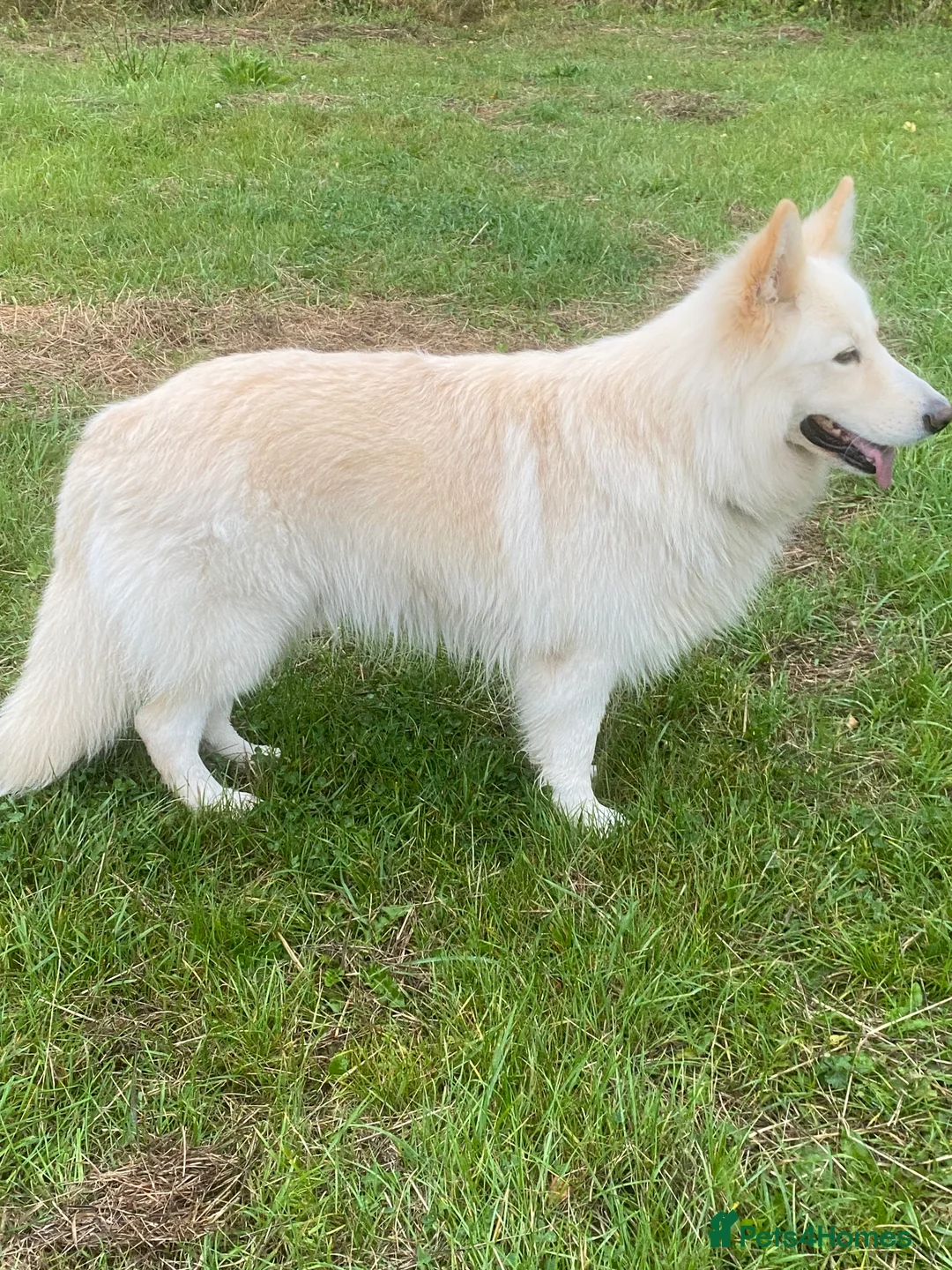 German Shepherd dogs for stud: Stunning German Shepherd Stud dog - Advert 1