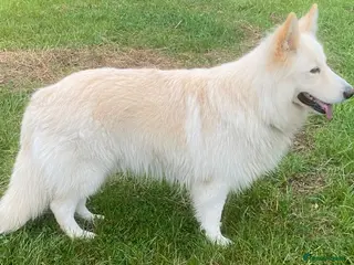 German Shepherd dogs Stunning German Shepherd Stud dog - Advert 3