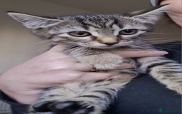 Mixed Breed cats for sale: Mixed breed kittens for sale! - Image 7