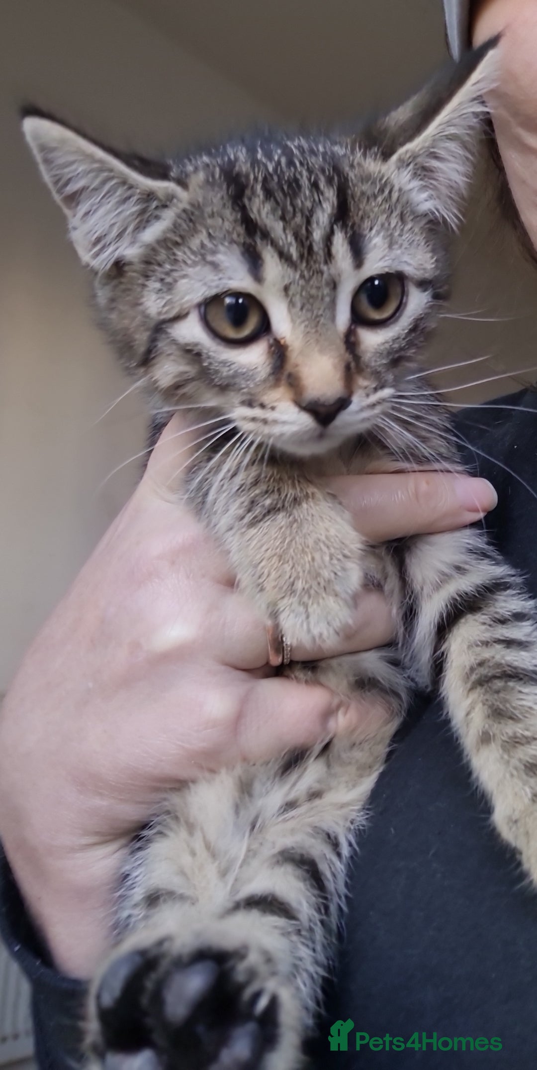 Mixed Breed cats for sale: Mixed breed kittens for sale! - Image 7