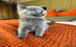 British Shorthair cats for sale: British Shorthair GCCF Pedigree Champion Kittens✨ - Image 2