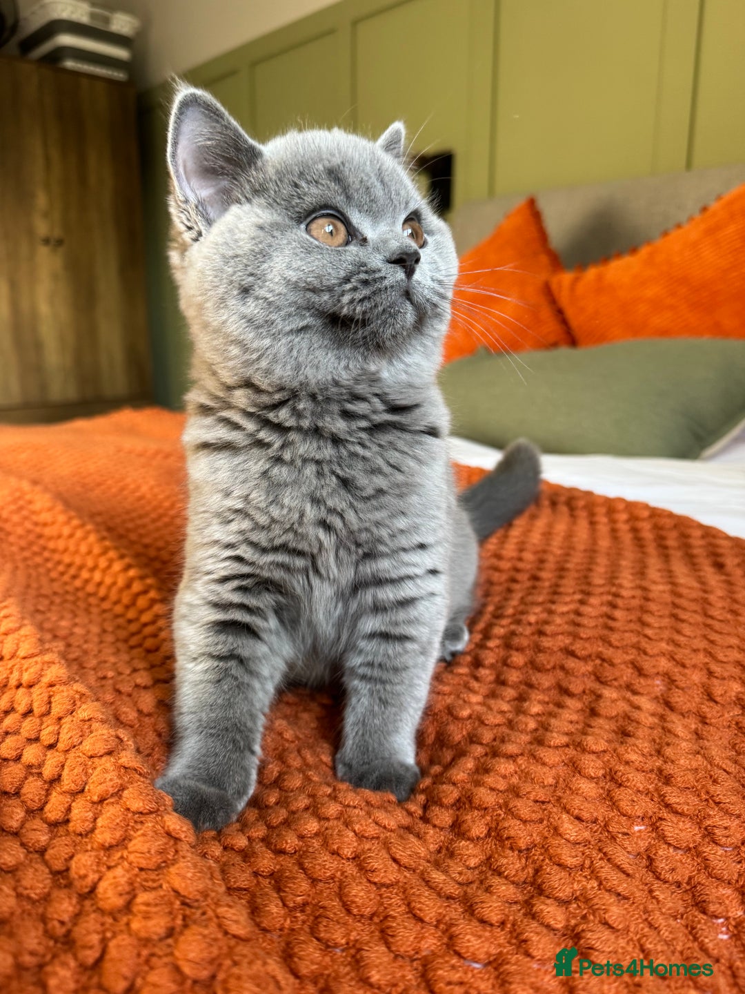 British Shorthair cats for sale: British Shorthair GCCF Pedigree Champion Kittens✨ - Image 2