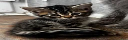 Persian cats for sale: 🐱 5 Adorable Persian Kittens for sale 🐱  - Advert 2