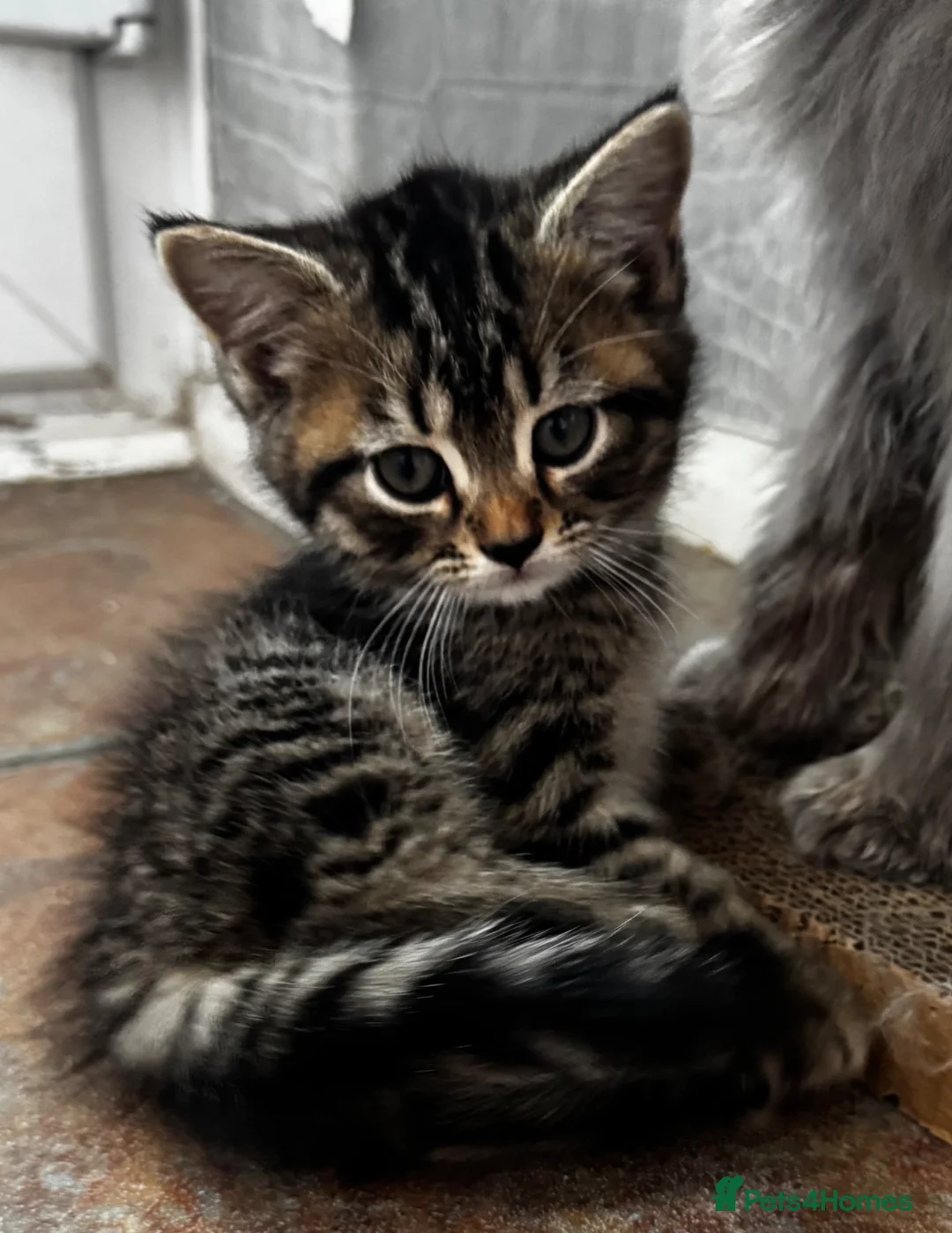 Persian cats for sale: 🐱 5 Adorable Persian Kittens for sale 🐱  - Advert 2