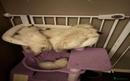 Ragdoll cats for sale: Ragdoll kittens  - Image 22