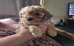 Cockapoo dogs for sale: Cockapoos 1 GIRL LEFT UPDATED 27/7/25 F1B fox RED - Image 2