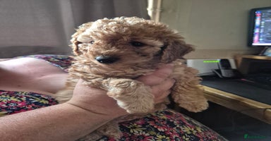 Cockapoo dogs - Advert 9