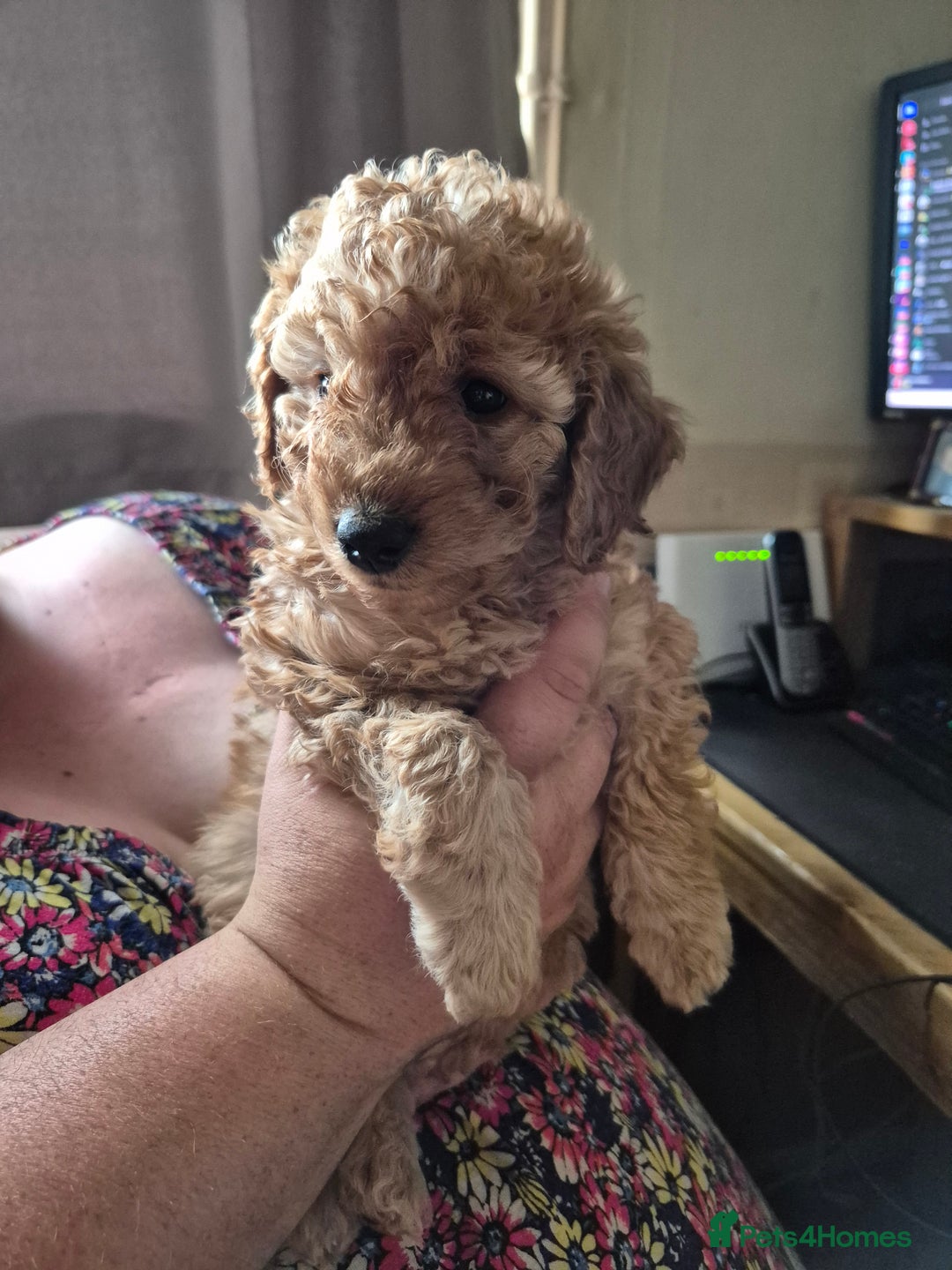 Cockapoo dogs for sale: Cockapoos 1 GIRL LEFT UPDATED 27/7/25 F1B fox RED - Image 2