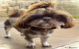Shih Tzu dogs for stud: BAILEY. Choc dobie carries blue  - Image 3