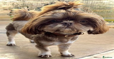 Shih Tzu dogs - Advert 6