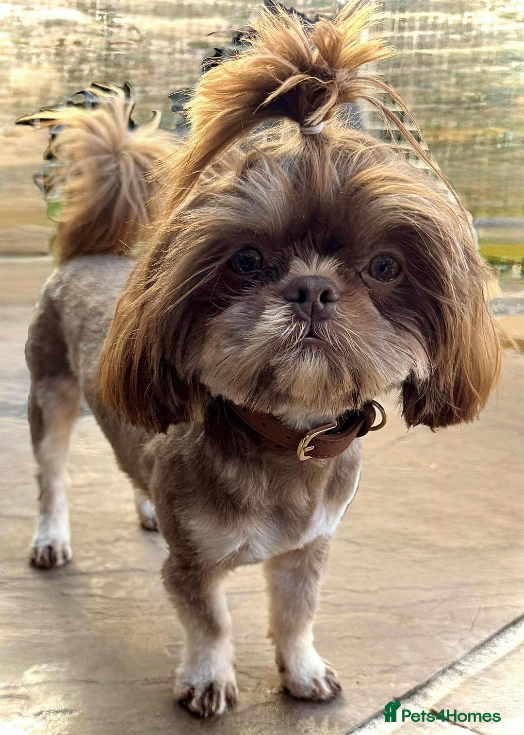 Shih Tzu dogs for stud: BAILEY. Choc dobie carries blue  - Image 3