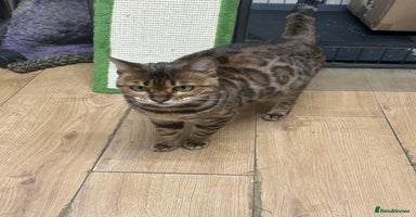 Bengal cats - Advert 3
