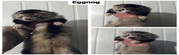 Ferret rodents for sale: Semi & Full Angora Ferrets - Individually priced - Advert 4