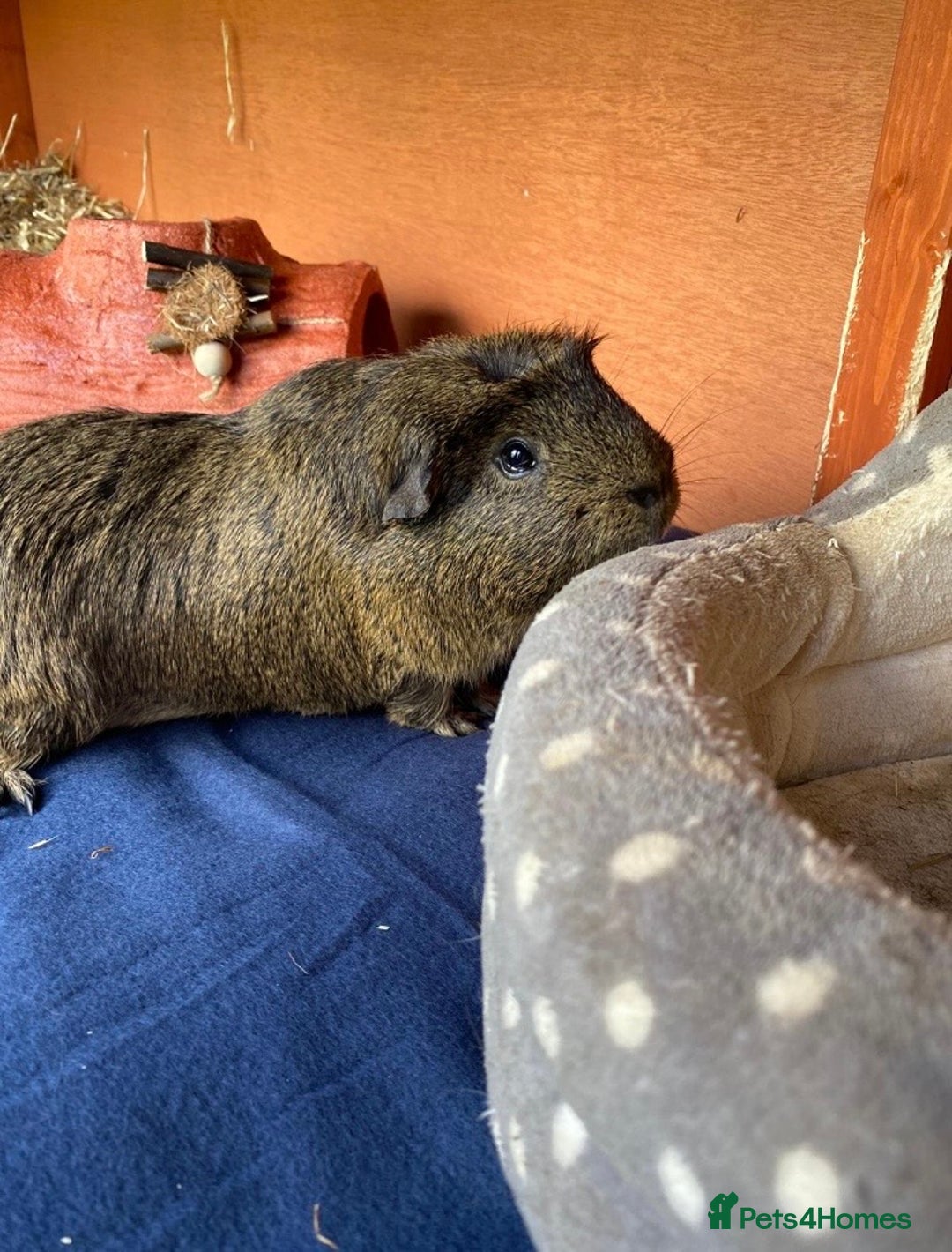 Guinea Pig rodents for sale: 4 Year Old Guinea Pig English Crested  - Advert 3