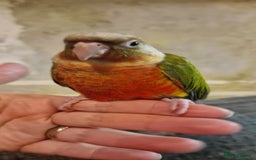 Conures birds for sale: Beautiful fully hand reared conure baby's  - Advert 7