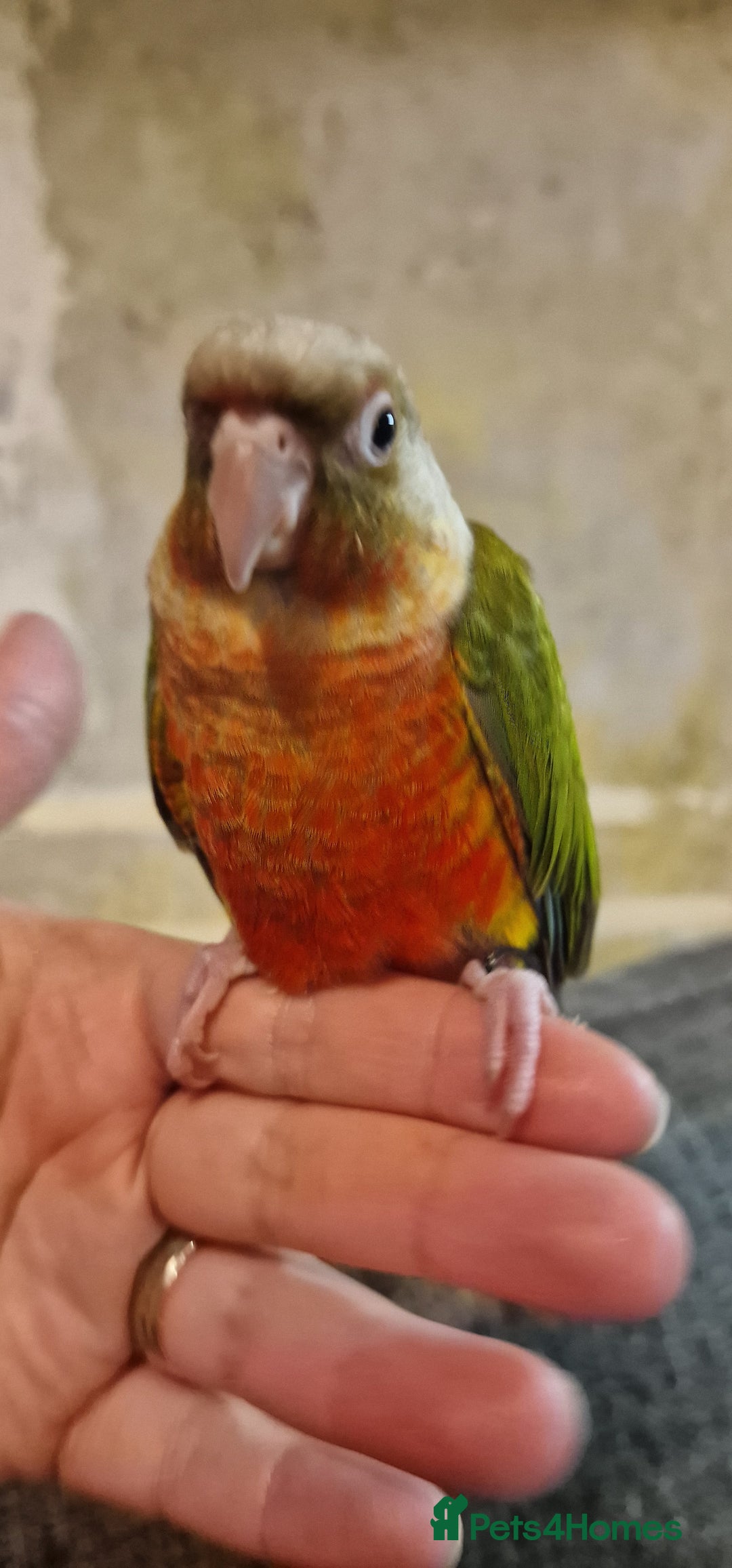 Conures birds for sale: Beautiful fully hand reared conure baby's  - Advert 7
