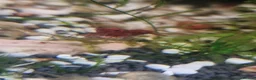 Other/Mixed Breed fish for sale: Mixed tropical fish available please read in Poole - Advert 9