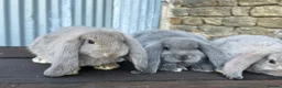 French Lop rabbits for sale: Stunning xl French lops  - Advert 15