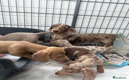 Miniature Dachshund dogs for sale: Miniature Dutch hound puppies  - Image 6