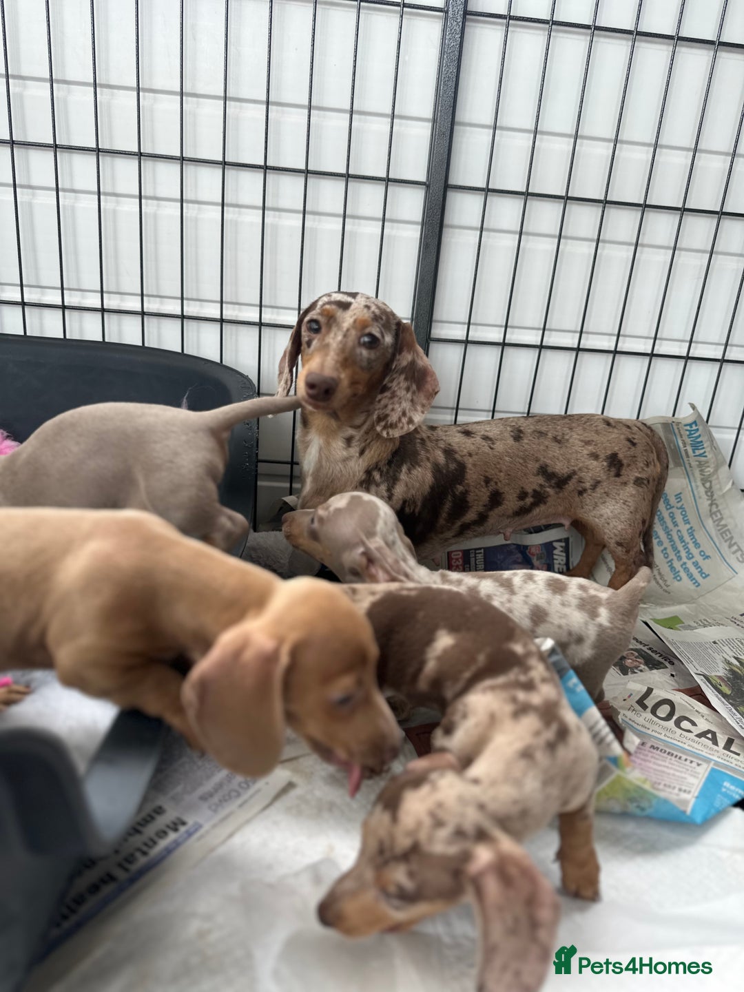 Miniature Dachshund dogs for sale: Miniature Dutch hound puppies  - Image 6