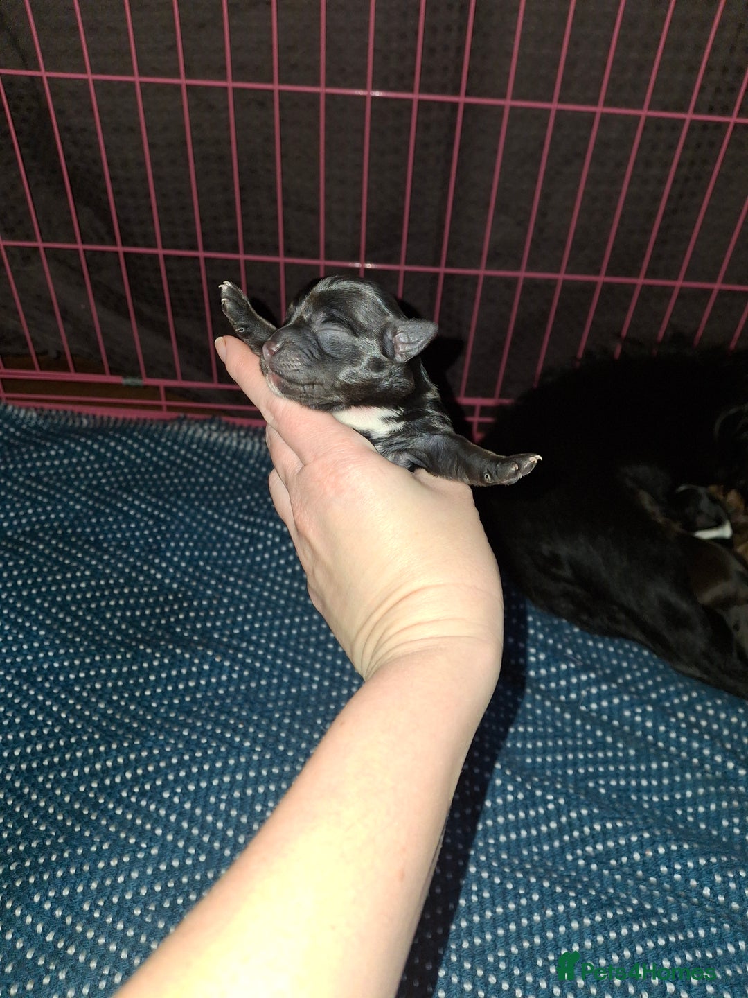 Patterjack dogs for sale: Patterdale/Jack Russell pups for sale 2 boys left - Advert 9