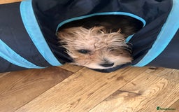 Yochon dogs for sale: Millies first litter  - Image 6