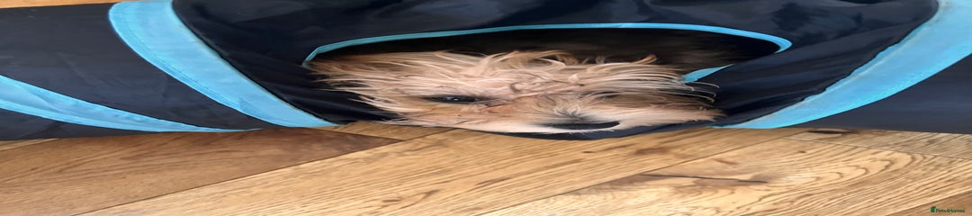 Yochon Puppy 2