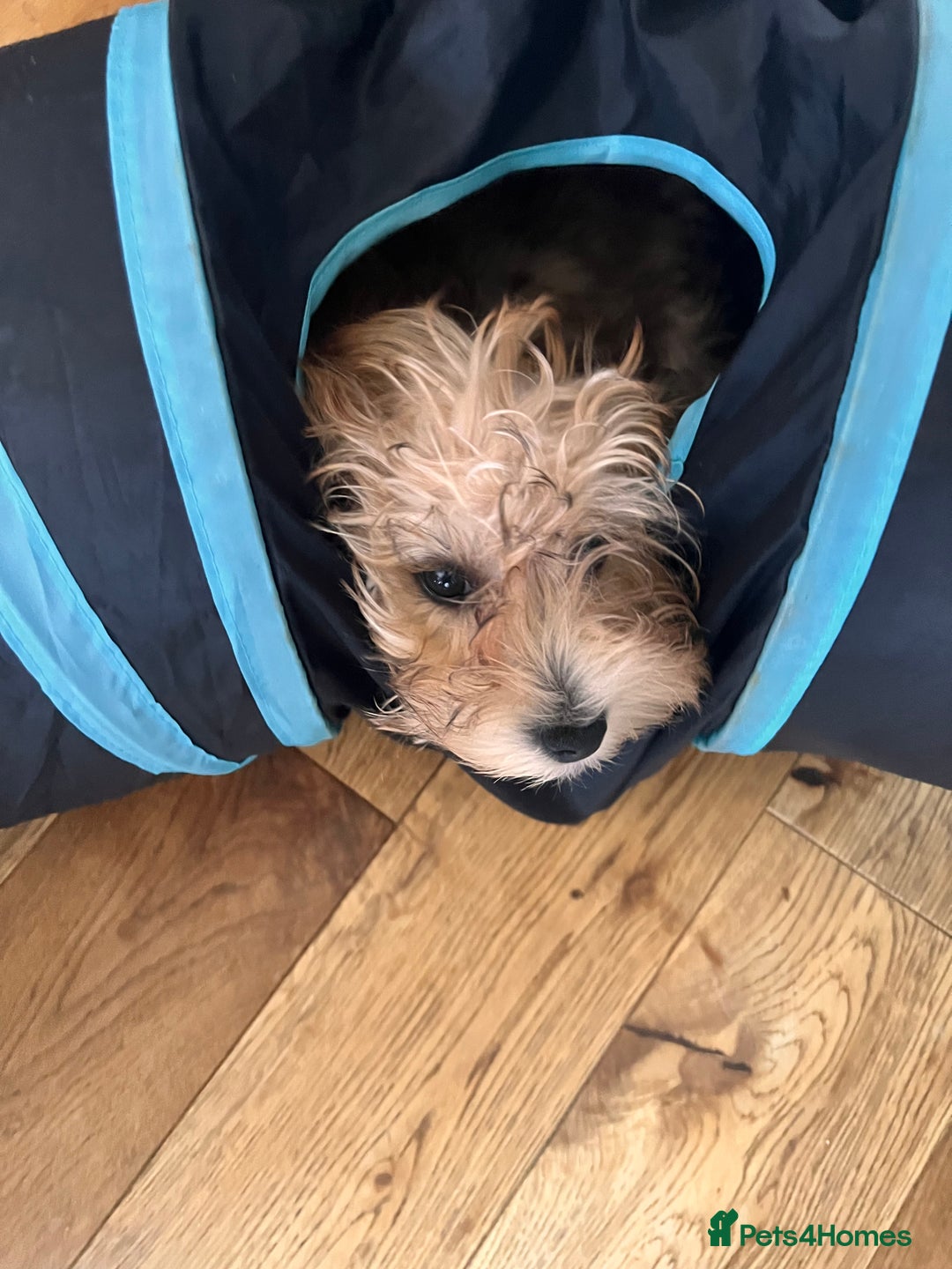 Yochon dogs for sale: Millies first litter  - Image 6