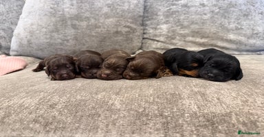 Cocker Spaniel dogs Kc reg short tailed working cocker spaniel - Advert 9