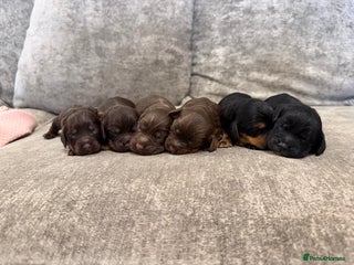 Cocker Spaniel dogs Kc reg short tailed working cocker spaniel - Advert 3
