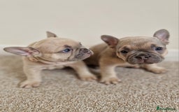 French Bulldog dogs for sale: Rosie litter  - Image 27
