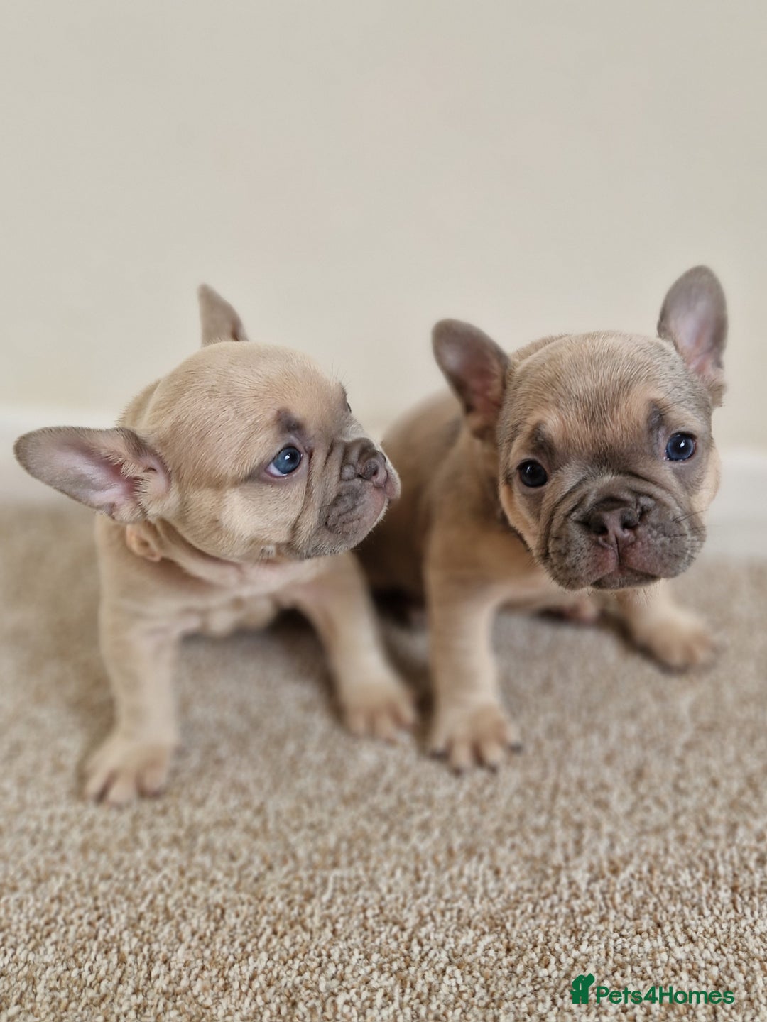 French Bulldog dogs for sale: Rosie litter  - Image 27