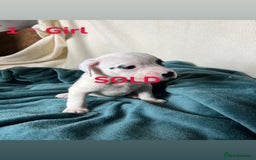 Mixed Breed dogs for sale: Old Tyme English Bulldog x Sproodle Puppies - Image 34