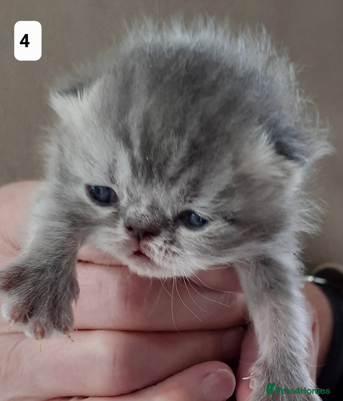 Persian cats GCCF Registered 3 Persian and 2 Exotic kittens - Advert 4