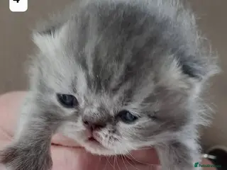 Persian cats GCCF Registered 3 Persian and 2 Exotic kittens - Advert 4