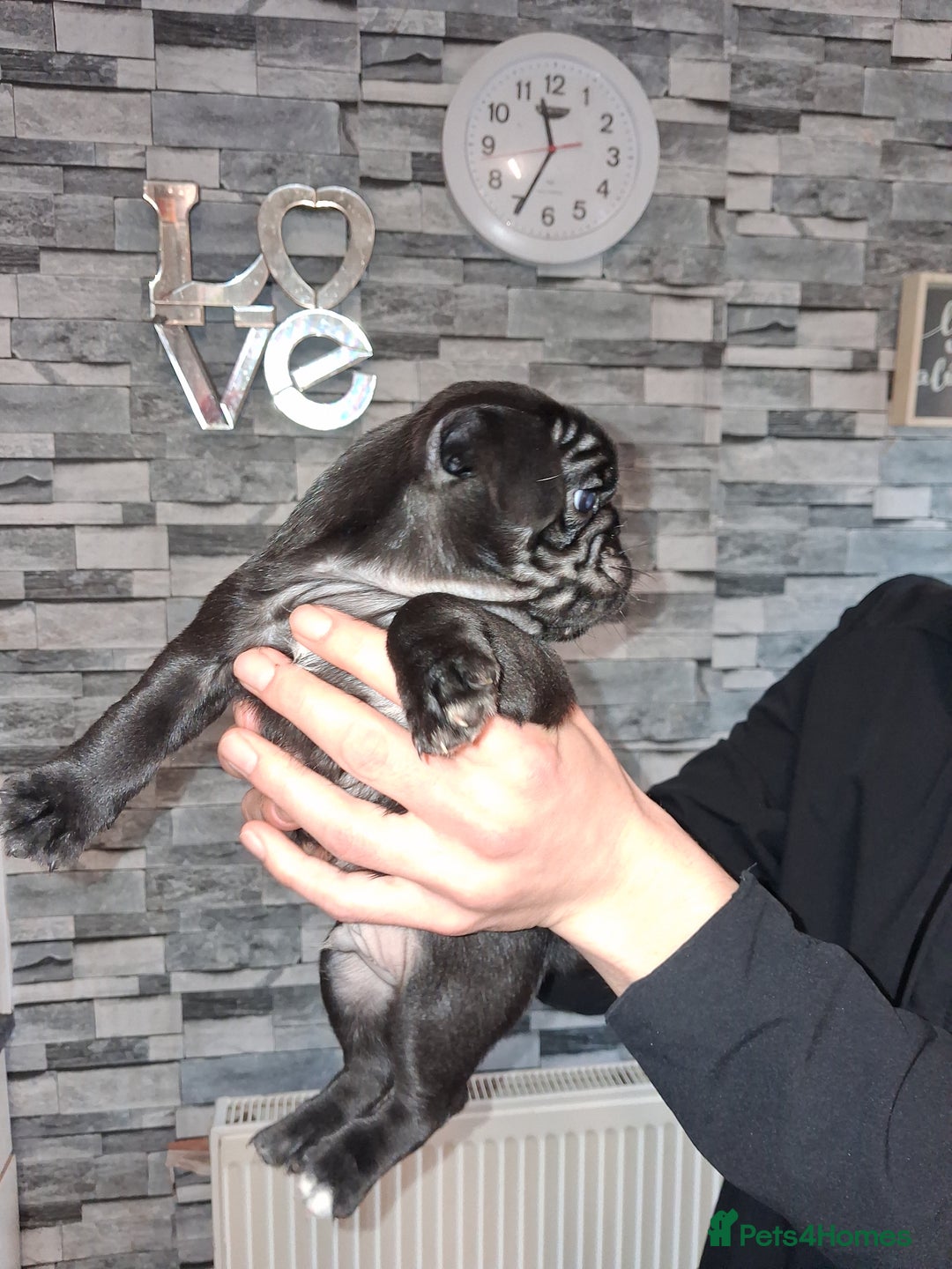 Pug dogs for sale: 5 adorable pug puppies for sale  - Advert 30