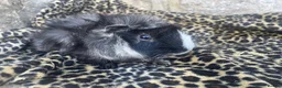 Guinea Pig rodents for sale: Tufty baby boars for sale - Advert 2